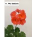 011. Пеларгония зональная PAC Stefanie