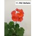 011. Пеларгония зональная PAC Stefanie