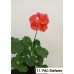 011. Пеларгония зональная PAC Stefanie