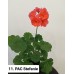 011. Пеларгония зональная PAC Stefanie