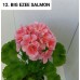 012. Пеларгония зональная BIG EZEE SALMON