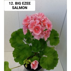 012. Пеларгония зональная BIG EZEE SALMON