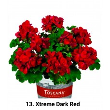013. Пеларгония межвидовая Xtreme Dark Red