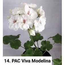 014. Пеларгония зональная PAC Viva Modelina 