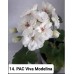 014. Пеларгония зональная PAC Viva Modelina 