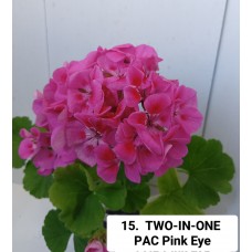 015. Пеларгония межвидовая TWO-IN-ONE PАС Pink Eye