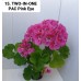 015. Пеларгония межвидовая TWO-IN-ONE PАС Pink Eye