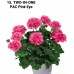 015. Пеларгония межвидовая TWO-IN-ONE PАС Pink Eye
