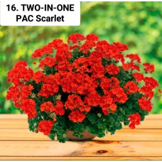 016. Пеларгония межвидовая TWO-IN-ONE PАС Scarlet