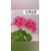 018. Пеларгония межвидовая TWO-IN-ONE Hot Pink Splash