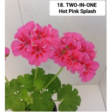 018. Пеларгония межвидовая TWO-IN-ONE Hot Pink Splash