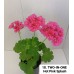 018. Пеларгония межвидовая TWO-IN-ONE Hot Pink Splash