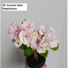 020. Пеларгония межвидовая Survivor Idols Paperbloom