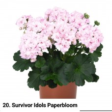 020. Пеларгония межвидовая Survivor Idols Paperbloom