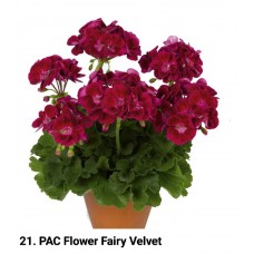 021. Пеларгония зональная PAC Flower Fairy Velvet