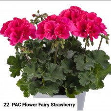 022. Пеларгония зональная PAC Flower Fairy Strawberry 