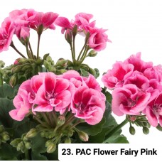 023. Пеларгония зональная PAC Flower Fairy Pink