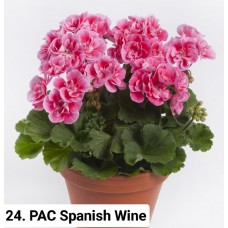 024. Пеларгония зональная PAC Spanish Wine