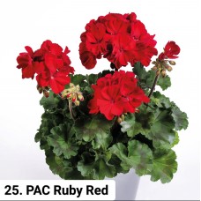 025. Пеларгония межвидовая PAC Ruby Red