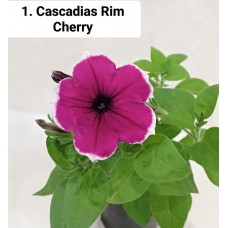 001. Петуния Cascadias Rim Cherry