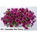 001. Петуния Cascadias Rim Cherry