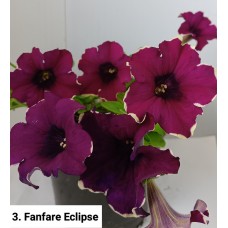 003. Петуния Fanfare Eclipse