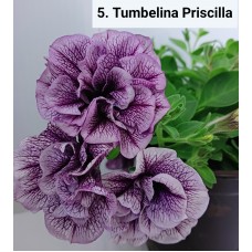 005. Петуния Tumbelina Priscilla