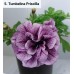 005. Петуния Tumbelina Priscilla