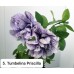 005. Петуния Tumbelina Priscilla
