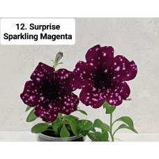 012. Петуния Surprise Sparkling Magenta